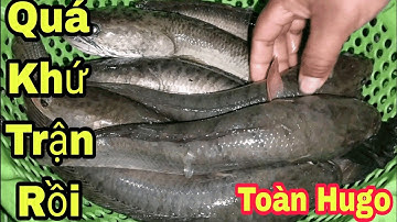 Cắm Câu Cá Lóc Đêm Thu Phục Toàn là Hugo Snakehead Fish||Góc Miền Tây