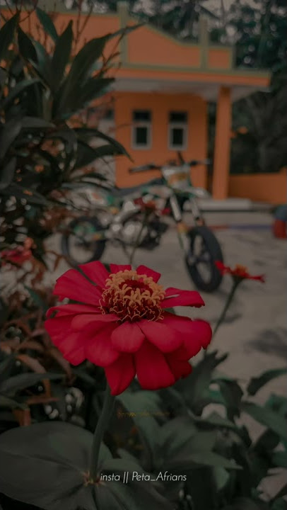 STORY WA SUPERMOTO || Aisyah Istri Rasulullah