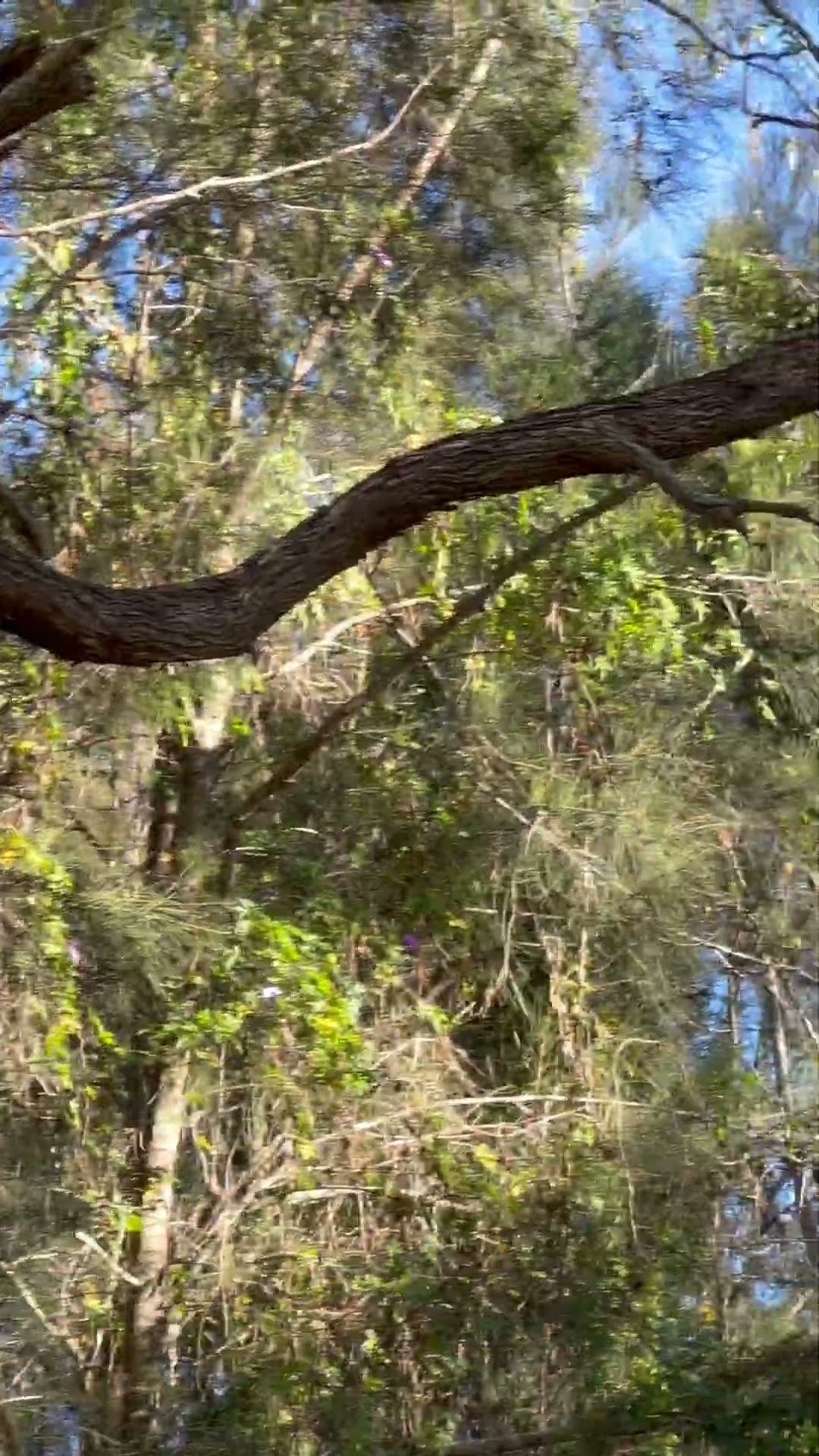 Kookaburra Steals Golf Ball || ViralHog