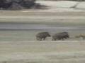 Wild Boar Beat Leopard