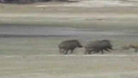 Wild Boar Beat Leopard