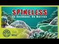 Spineless - Barneys Barrier Reef 7/20 - Go Wild