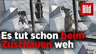Reh rennt volle Power gegen Glasscheibe