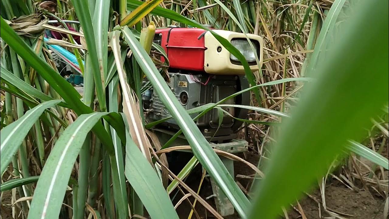 Use of Power tiller in Sugarcane for Earthing up YouTube