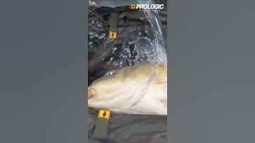 Matelas de réception carpe Element COM Pact Sling Mat