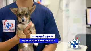 Прямой эфир с ветеринарным врачом-ортопедом. КВЦ, Крым