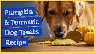 Pumpkin & turmeric dog biscuits