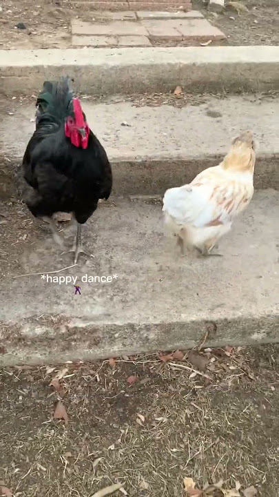 Rooster Meets Hen Reaction 😳 A New Girl to The Flock! #backyardchickens