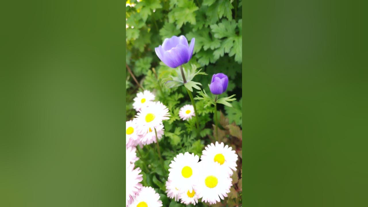 Цветёт анемон корончатый. #анемон,#корончатый,#цветёт,#надаче - YouTube