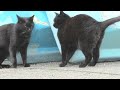 林崎漁港内地域猫黒系アメショ2026 5 16a