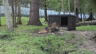 Critically endangered Red Wolf pups explore outside of den