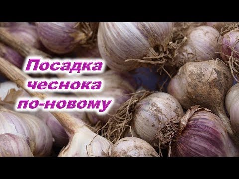 Посадка озимого чеснока по-новому. Изменения климата требуют нового подхода в выращивании чеснока