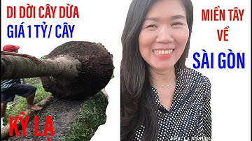 Xem cảnh di dời cây dừa tiền tỷ về nhà nữ đại gia Sài Gòn II ĐỘC LẠ BÌNH DƯƠNG
