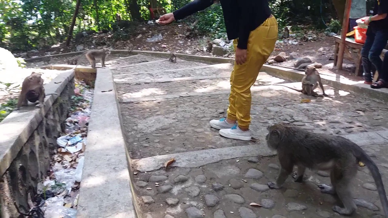 Tempat Wisata Monyet Di Cirebon
