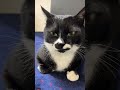 ドレミでこんにちは😸ハチワレ猫ざきおtuxedo-cat【猫動画】
