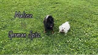 Maltese and German Spitz game: funny dogs game by Maltese story 30 views 1 year ago 1 minute, 16 seconds