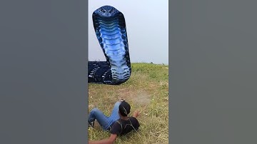 Anaconda Snake in real life P78#shorts#snake #python #snakes #nagin#anaconda #bigsnake #viralVideo