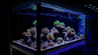 Tips for a Euphyllia Dominated Reef Tank