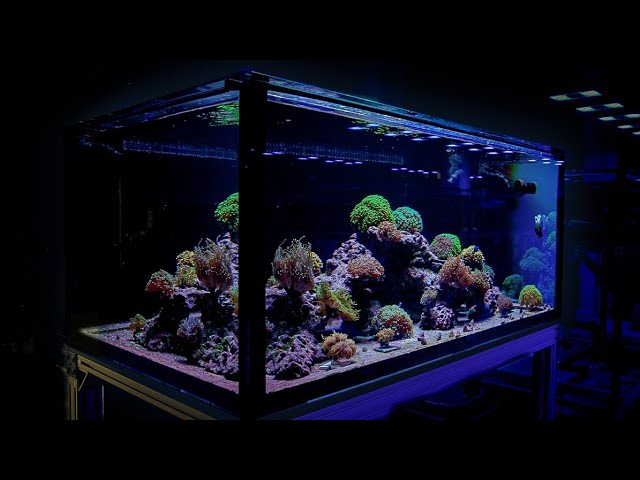 Tips for a Euphyllia Dominated Reef Tank