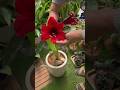 Why your Amaryllis pollination failed⁉️🥀💔