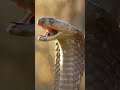 Eagle Attacks A Cobra Snake Amazing Footage Eagles Animals Eagle Attacks A Cobra Snake Amazing Footage Eagles Animals