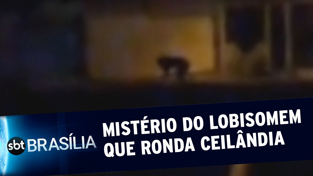 Moradores do P Norte estão assustados com uivos | SBT Brasília 02/10/2020