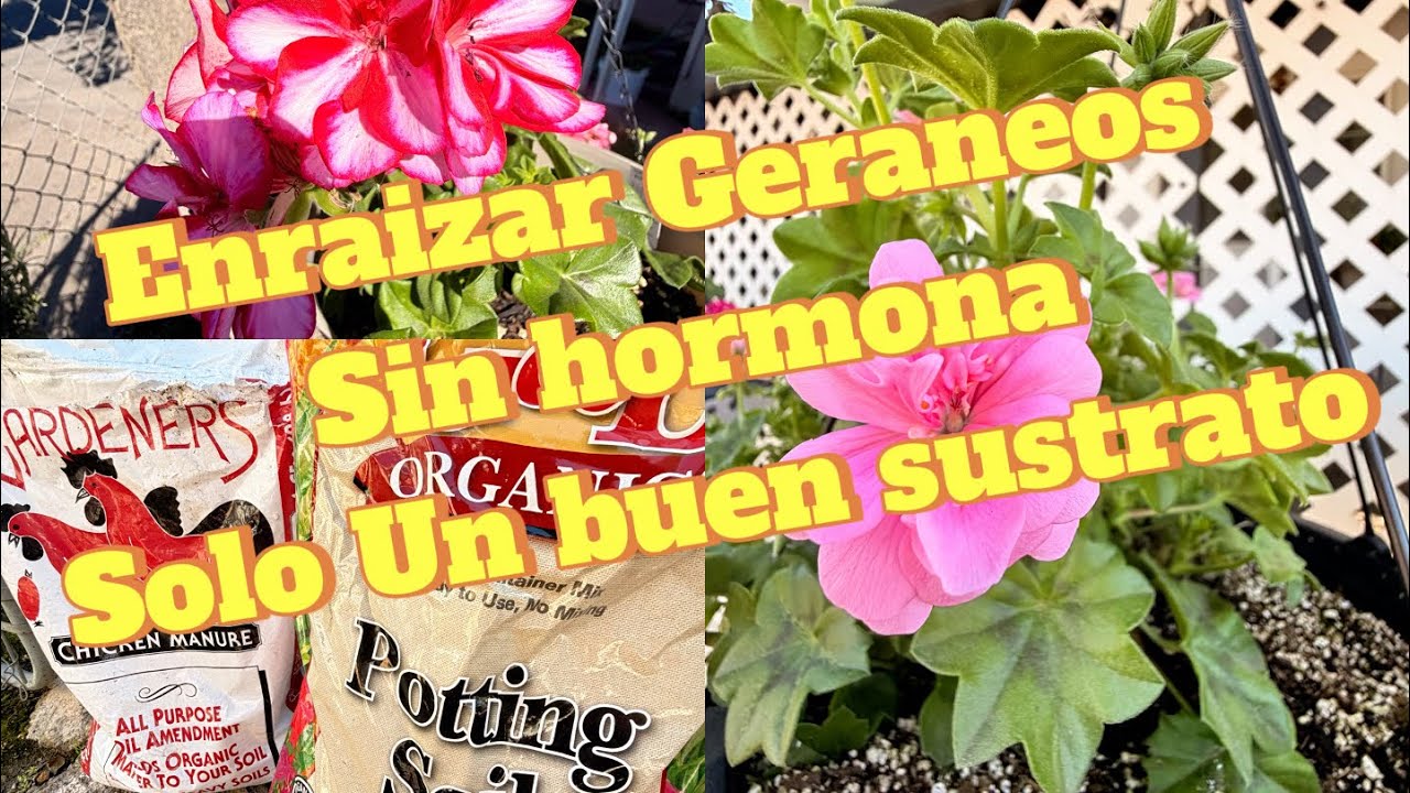 Enraizar Geraneos sin nada solo Una buen  sustrato #geranios #plantas #jardin #jardinería #plantas 