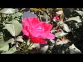 The Innocent Rose الزهرة البريئة The Innocent Rose الزهرة البريئة