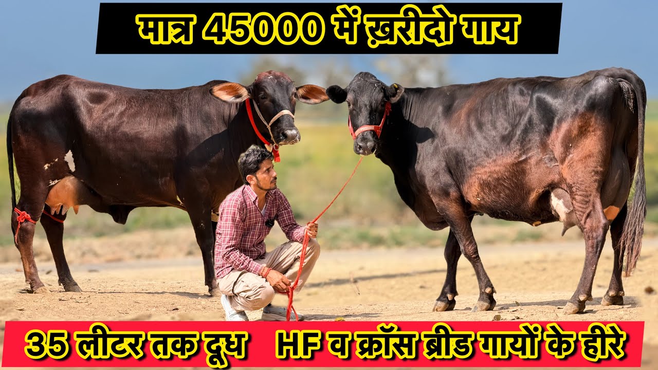 45000 में ख़रीदो गाय,किराया फ्री👍35 लीटर तक दूध,10 गाय बिकाऊ👌Hf & Cross Breed Cows For Sale 