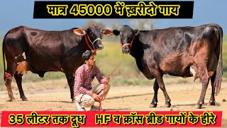 45000 में ख़रीदो गाय,किराया फ्री👍35 लीटर तक दूध,10 गाय बिकाऊ👌Hf & Cross Breed Cows For Sale 