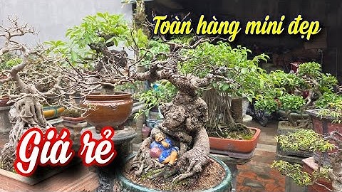 SH.11239. Anh này chuyên bonsai đa dạng mini giá hợp lý ở Triệu Đề Vĩnh Phúc. 