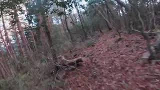 [MTB] Flow Trail #2 落ち葉トレイル