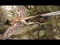 Microraptor  le dinosaure chasseur volant  zapping sauvage