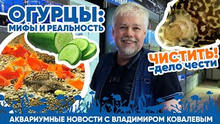 Новости аквариумного магазина с Владимиром Ковалевым (10.05.2024). Огурцы: мифы и реальность.