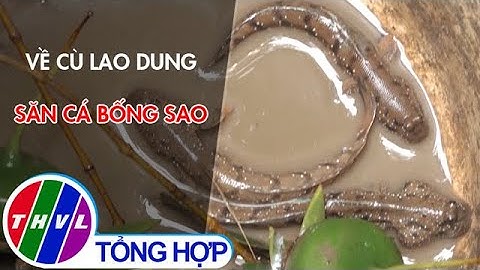 Về Cù Lao Dung săn cá bống sao