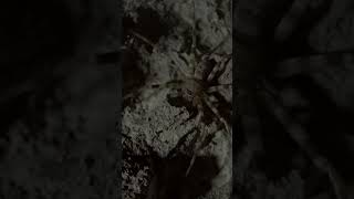 Tasmanian Cave Spider Are Quite A Large Spider