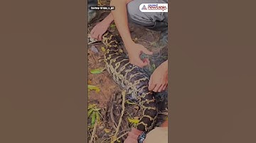 7-Ft Python Rescued from Fishing Net #Viral #Trending #WildLife