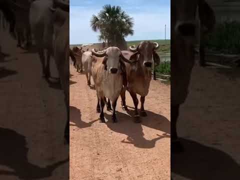 Vacas Gyr Soy Ganadera Portal #1 de mujeres Amantes del Mundo Agropecuario