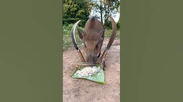 OMG!! These wild boar pig trap ever #pigtrap #shortvideo #wildboar #wildboarfarm #pighunting #viral