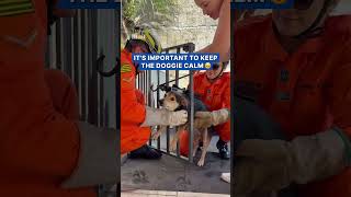 Firemen rescue puppy trapped in garden gate in Brazil