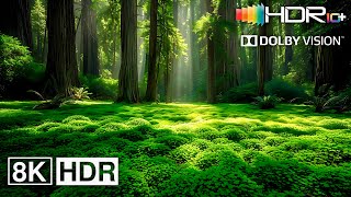 LIFELIKE VIBRANCE 8K HDR 240 FPS Dolby Vision (8K Video ULTRA HD) #8K #HDR