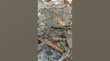 Đặc Sản Bình Thuận ( Dông Cát ) #shorts