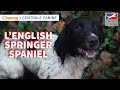 Lenglish springer spaniel  chassons x centrale canine