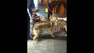 Perro lobo checoslovaco