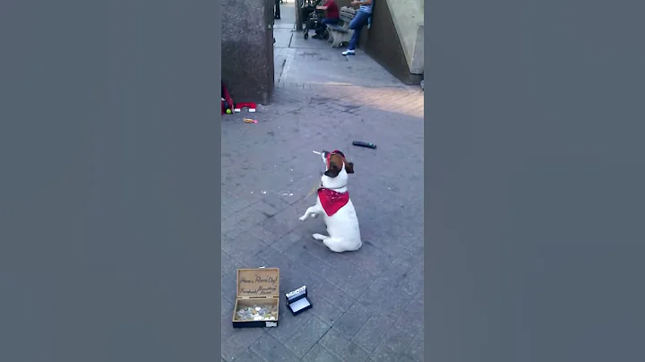 Panhandling dog