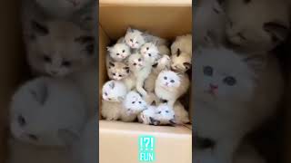 Extreme funny Cat videos - FUN part 32 #shorts #funny #cats #cute