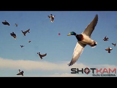 Duck Hunting Highlights With A Shotkam