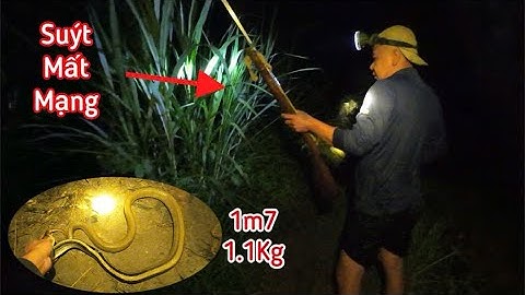 1 Đêm Bắt Chuột Trên Đồng Ruộng Mùa Nước Nổi Miền Tây | Trúng Rắn Khủng Chuột To| Lai Rai Rắn Hầm Xả