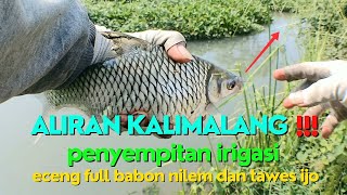 ALIRAN KALIMALANG‼️MEMANG ISINYA GAK MENGECEWAKAN #fishing #mancing #mancingtawes #mancingikan #fyp