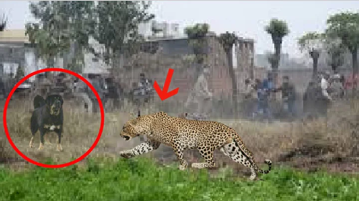 Himalayan mastiff destroys a leopard!!! - DayDayNews